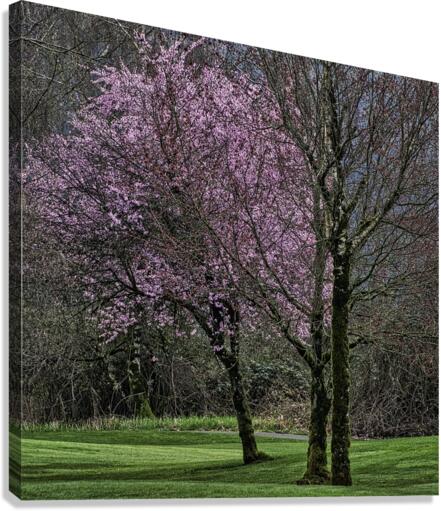 CHERRY BLOSSOMS Canvas Print
