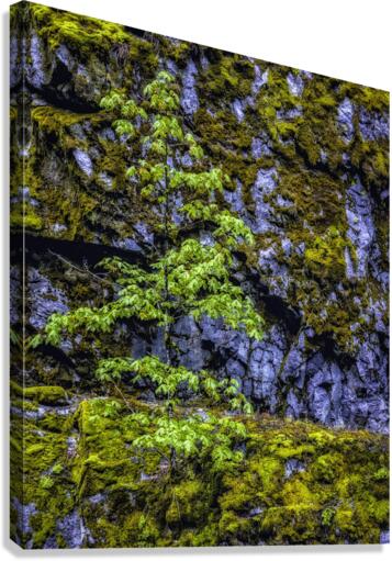 TREE ON THE CLIFF Canvas Print
