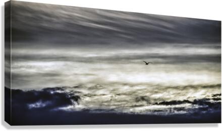 THE GULL 海鷗 Canvas Print