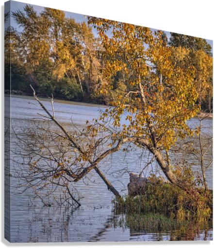 FS221022S Canvas Print