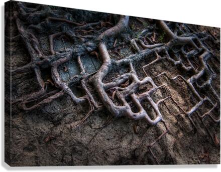 ROOTS 2011 Canvas Print