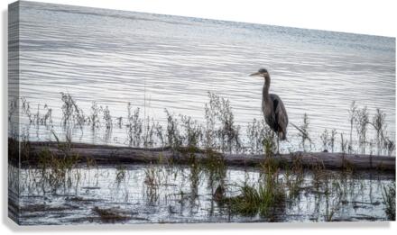 HERON 5 Canvas Print