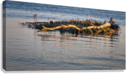 DRIFTWOOD Canvas Print