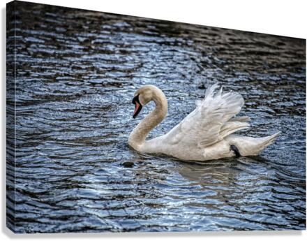 SWAN 2017 Canvas Print
