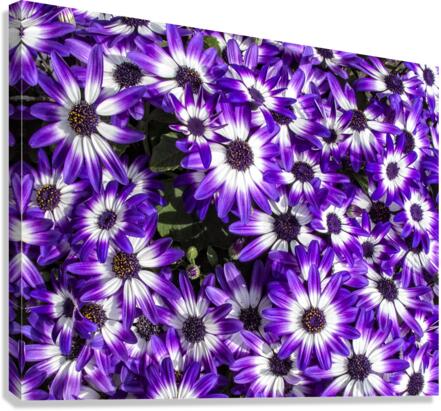 FLORA Canvas Print