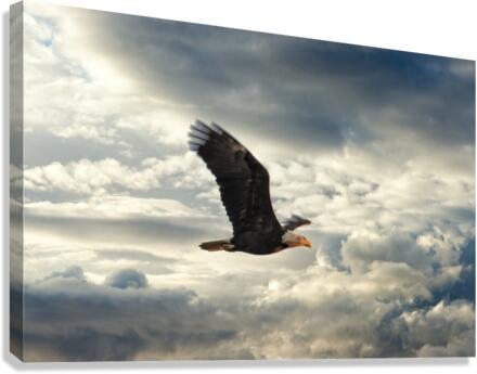 Bald Eagle Canvas Print