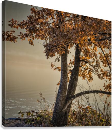 WINTER TREES Canvas Print