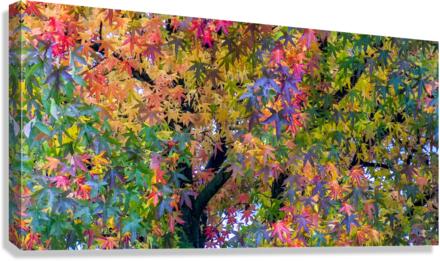 FS051016 Canvas Print