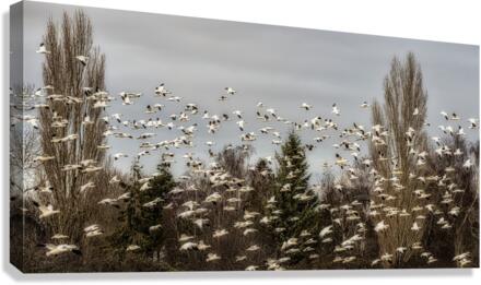 FS221231 Canvas Print
