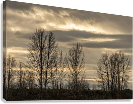 WINTER TREES 2023 Canvas Print