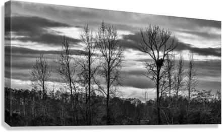 FS230103BW Canvas Print