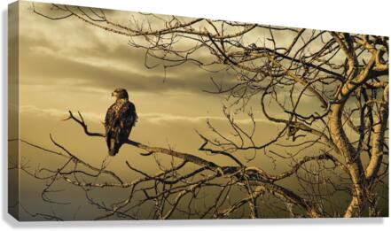 FS230129DW Canvas Print