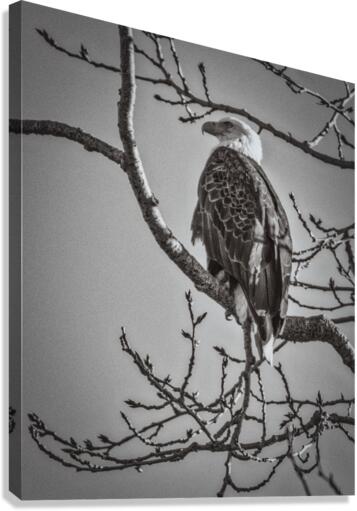 FS230129BW Canvas Print