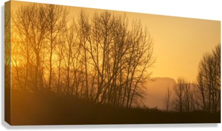 FS230129 Canvas Print