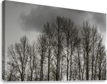 FS230215 Canvas Print