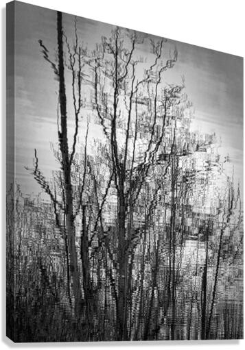 FS230215BW Canvas Print