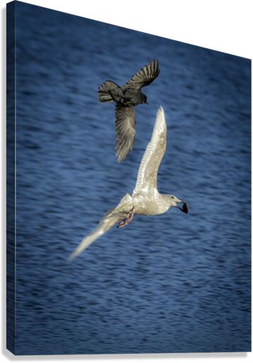 FS230214 Canvas Print