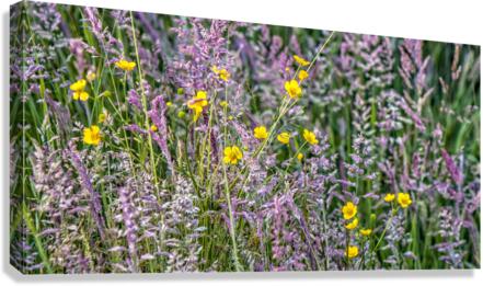 FS180604 Canvas Print