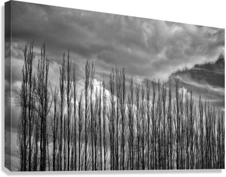 FS230307BW2 Canvas Print