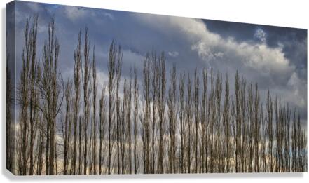FS230307DW4 Canvas Print