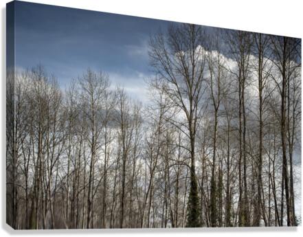 FS230307 082 Canvas Print
