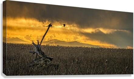 FS230322 538 Canvas Print