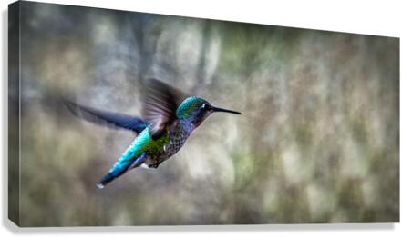 FS230322 DW Canvas Print
