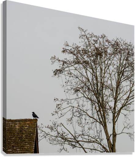 FS230317S Canvas Print