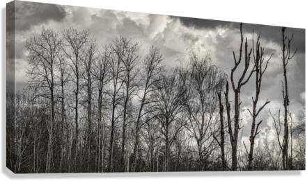 FS230401DW2 Canvas Print