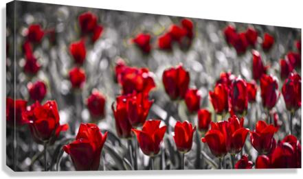 FS210501 Canvas Print