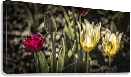 FS210501DW6 Canvas Print
