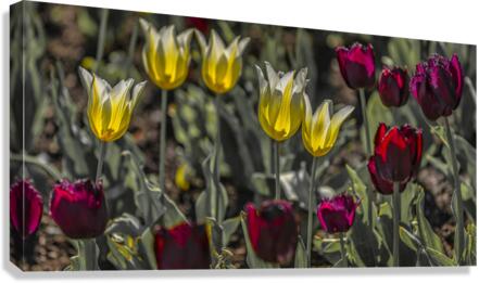 FS210501 180 Canvas Print