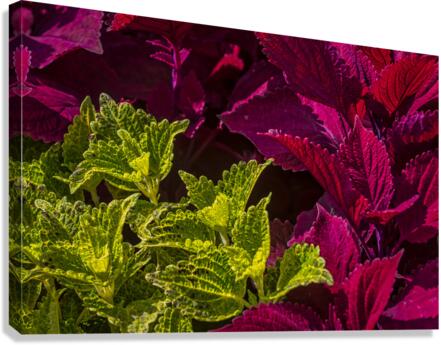 FS210822 005 Canvas Print