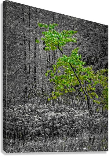 FS071014G Canvas Print