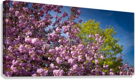 FS230502 Canvas Print