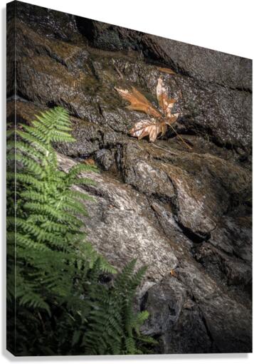 FS170725A Canvas Print