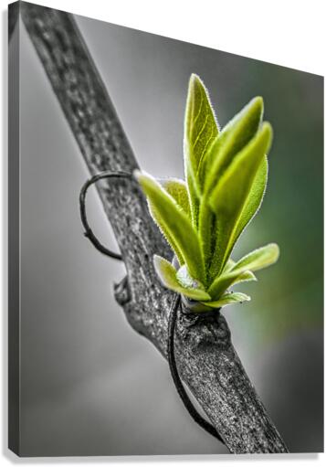FS120421 Canvas Print