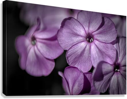 FS120801 Canvas Print