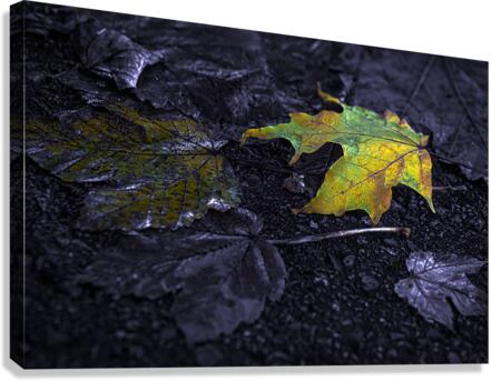 FALLEN LEAVES Canvas Print