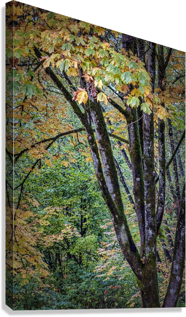 FS121023 Canvas Print