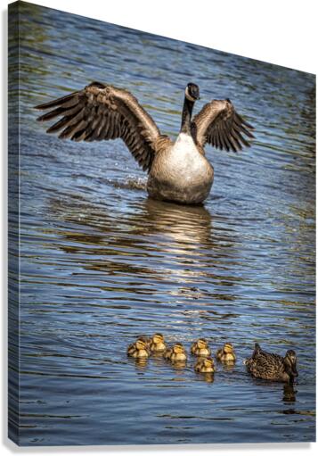 FS230605 Canvas Print