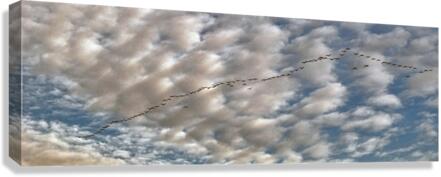 GEESE 2013 Canvas Print