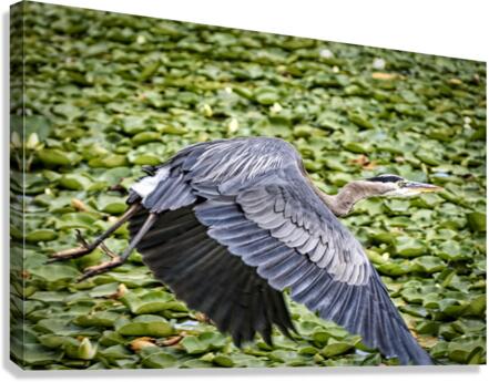 FS200716 00 Canvas Print