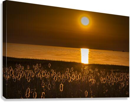 FS230607 Canvas Print