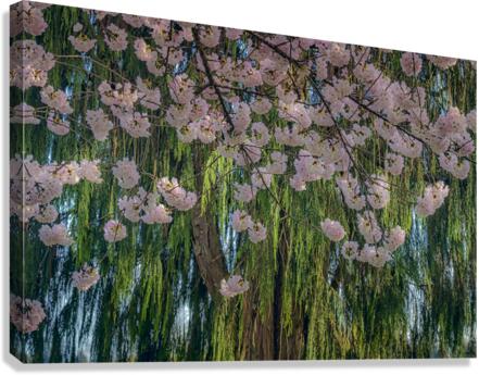 FS220329 Canvas Print