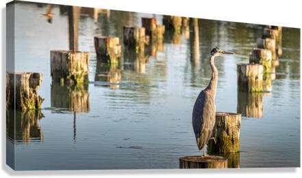 FS230716 3 Canvas Print