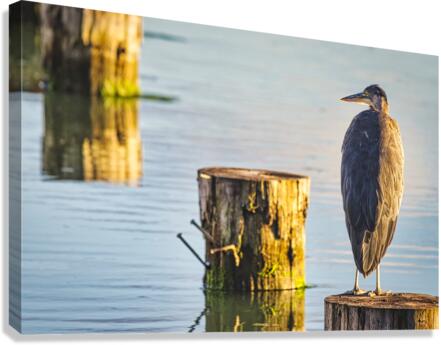 FS230716 2 Canvas Print