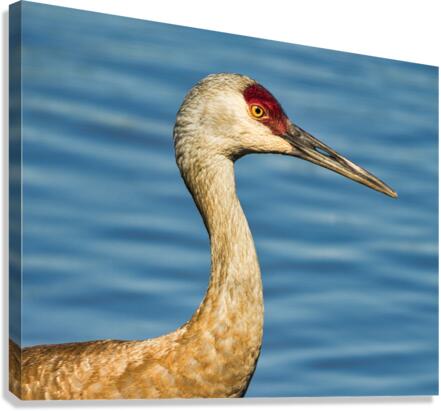 FS230702 4 Canvas Print