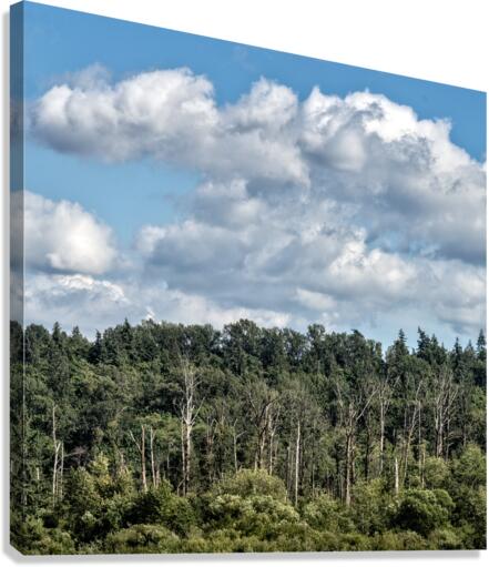 FS230726S Canvas Print