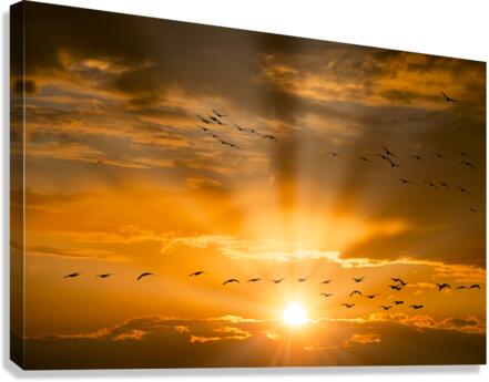 FS180304SB Canvas Print